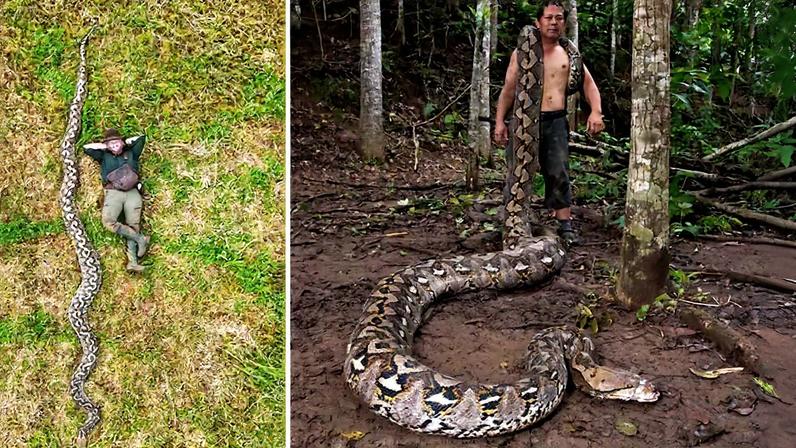 Fotografia de uma fêmea gigante de píton-reticulada (Malayopython reticulatus) descoberta na região de Maros, em Sulawesi, Indonésia