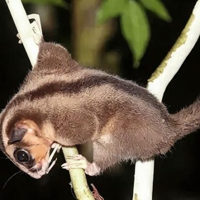 Possum e glider encontrados em West Papua após 6 mil anos de extinção