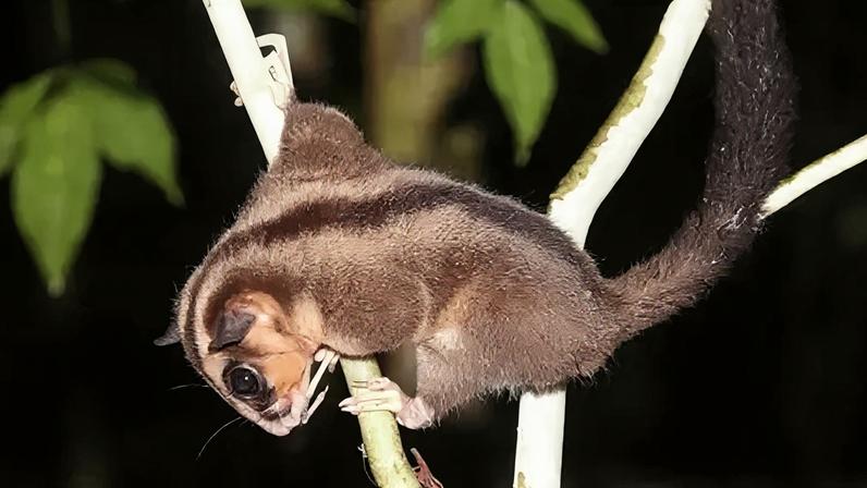 The pygmy long-fingered possum was thought to have been extinct for 6,000 years