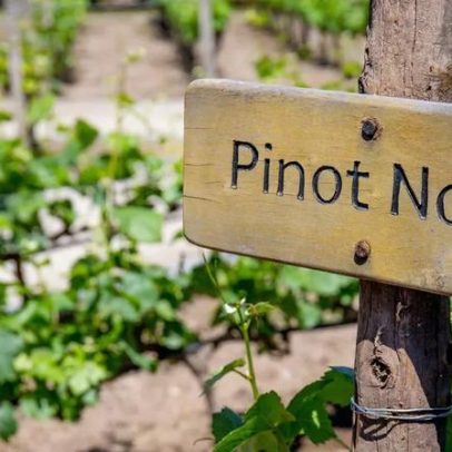 Estudo aponta que Pinot Noir já era cultivado na França na Idade Média.