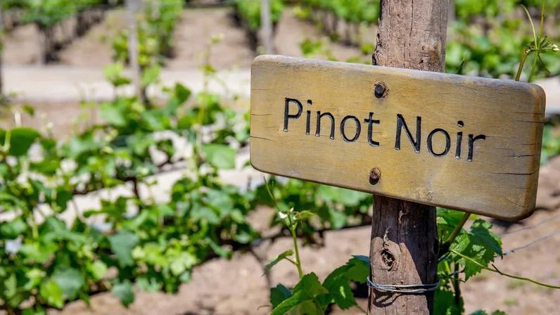Estudo aponta que Pinot Noir já era cultivado na França na Idade Média.
