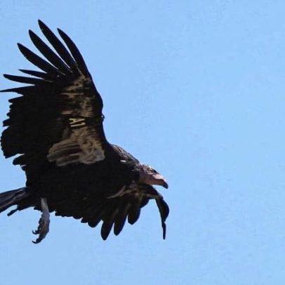 Condors da Califórnia nidificam no Pacífico Noroeste, em território Yurok