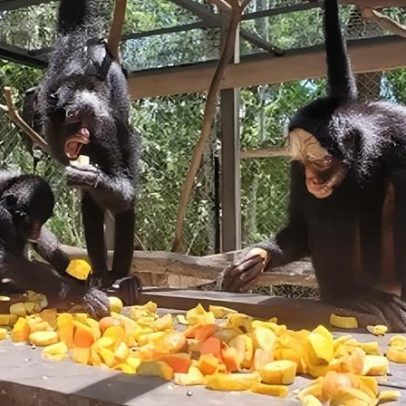 Macacos-aranha-da-testa-branca chegam ao Zoo de SP