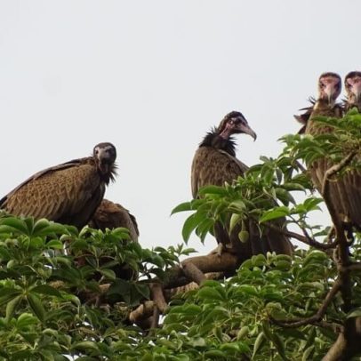 Comércio para usos de crenças empurra abutre-de-capuz à extinção no Benim
