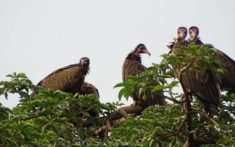 Comércio para usos de crenças empurra abutre-de-capuz à extinção no Benim