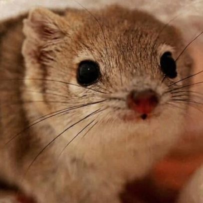 Marsupial australiano resiste à seca e às espécies invasoras e retorna