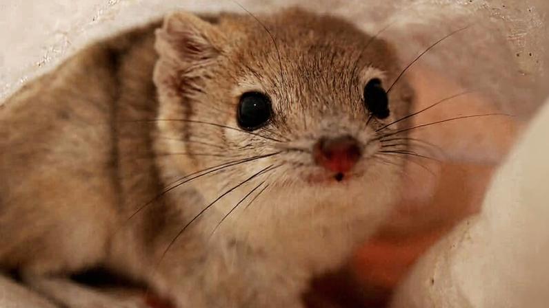 An adult ampurta caught for measurements, reproductive assessment and genetic analysis during field surveys. Photo credit: Dympna Cullen