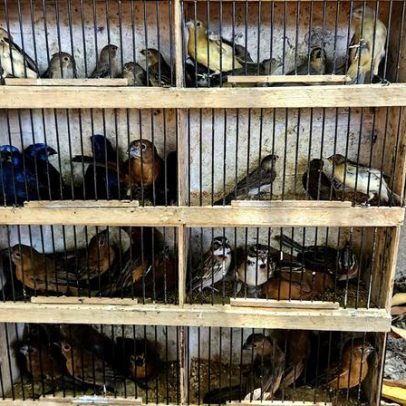 Mercados ao ar livre são focos de vírus letal que atinge araras e papagaios