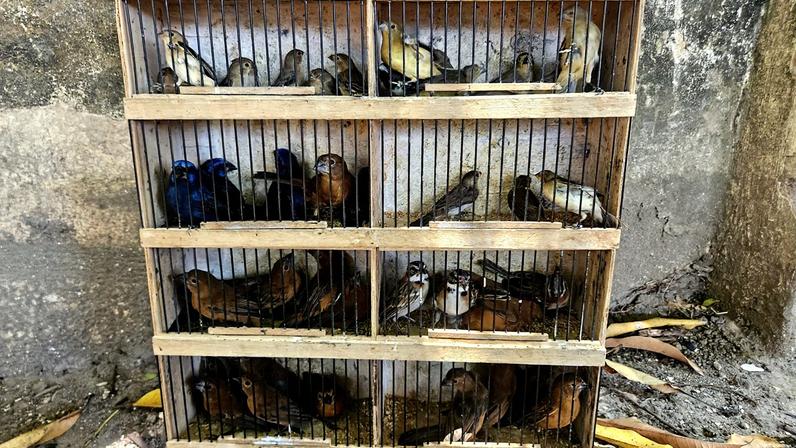 Mercados ao ar livre são focos de vírus letal que atinge araras e papagaios