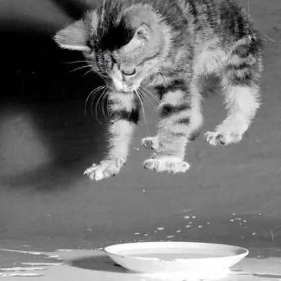 Por que os gatos caem sempre em pé, segundo a ciência