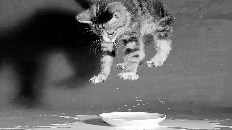 Fotografia de uma gato pulando.