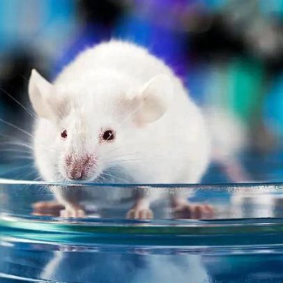 Cientistas revivem cérebro descongelado de camundongos pela primeira vez