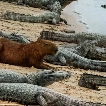 Por que jacarés não costumam comer capivaras: relação curiosa
