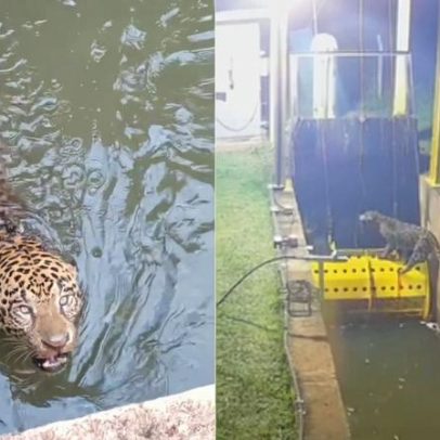 Onça-pintada presa em canal de usina no Mato Grosso é resgatada