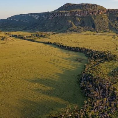 Cerrado: áreas úmidas escondem grande reserva de carbono milenar, mostra estudo