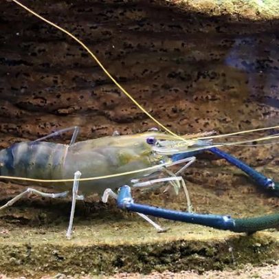Camarão de água doce é real? Especialistas discutem espécies e habitats