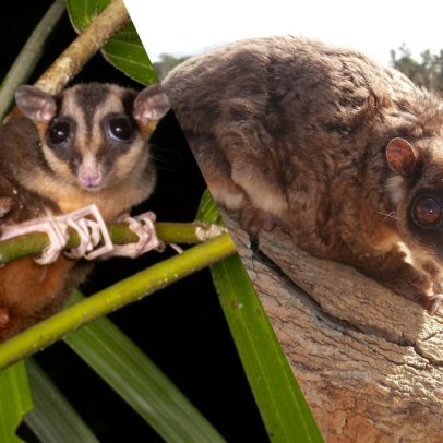 Marsupiais extintos há 7 mil anos são encontrados vivos na Nova Guiné