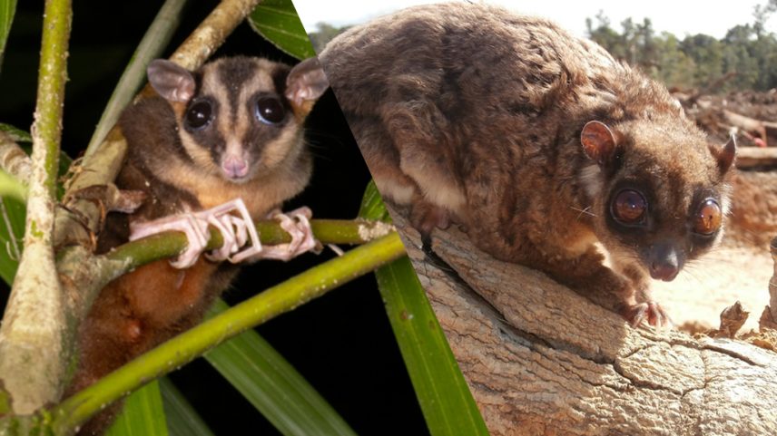 Fotografias de um Dactylonax kambuaya e um Tous ayamaruensis.