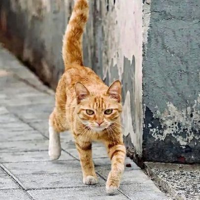 Ciência explica por que gatos não devem sair de casa
