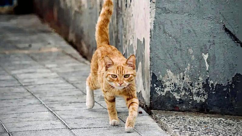 Fotografia de um gatinho laranja andando na rua.
