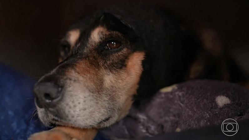 Fantástico mostra o que se sabe sobre morte do cão Orelha e assassinato de corretora em Go