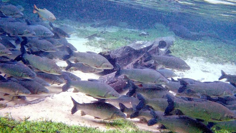 Fotografia de um cardume de peixes.