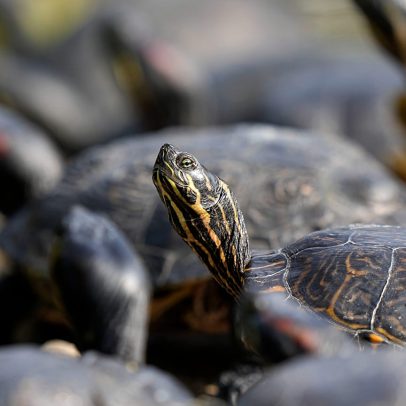 1.500 tartarugas amazônicas são soltas no Rio Negro, Brasil