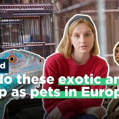 Na Europa, animais exóticos viram pets: criados em cativeiro ou furtados