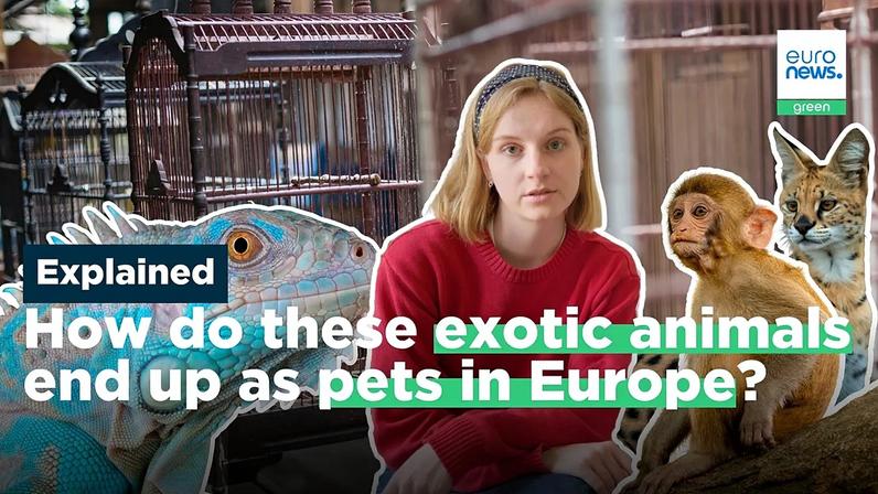 Born in captivity or stolen from the wild: How exotic animals become pets in Europe