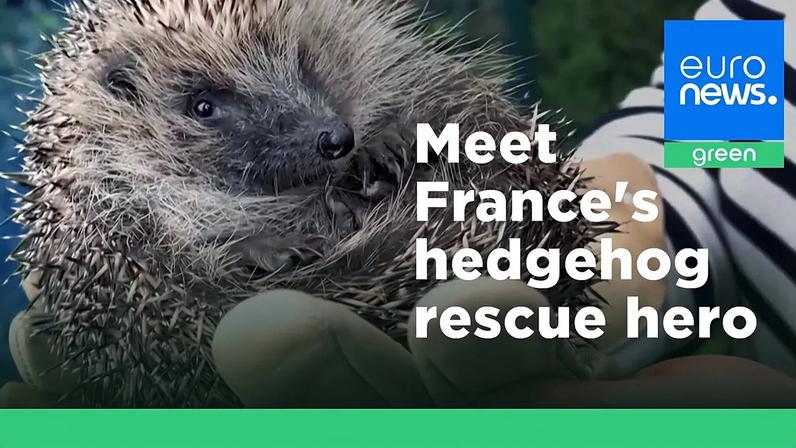 Vídeo: herói francês do resgate de ouriços não é agressivo