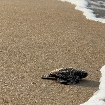 Tartarugas do Gabão lutam contra a extinção com financiamento reduzido