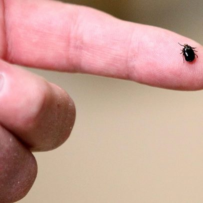 Vacina contra doença de Lyme de Pfizer e Valneva mostra 70% de eficácia