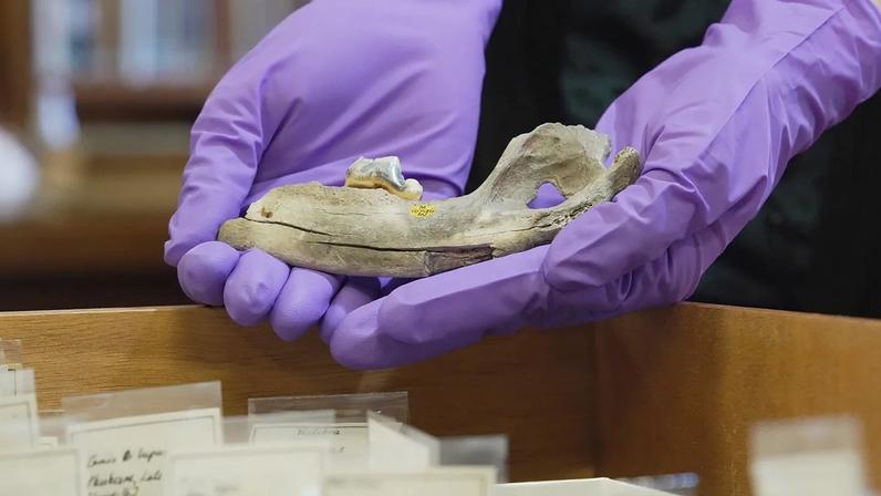 Estudo aponta que cães viveram com humanos 5.000 anos antes do previsto