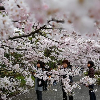 Temporada de sakura em Tóquio começa com piqueniques no Ueno Park