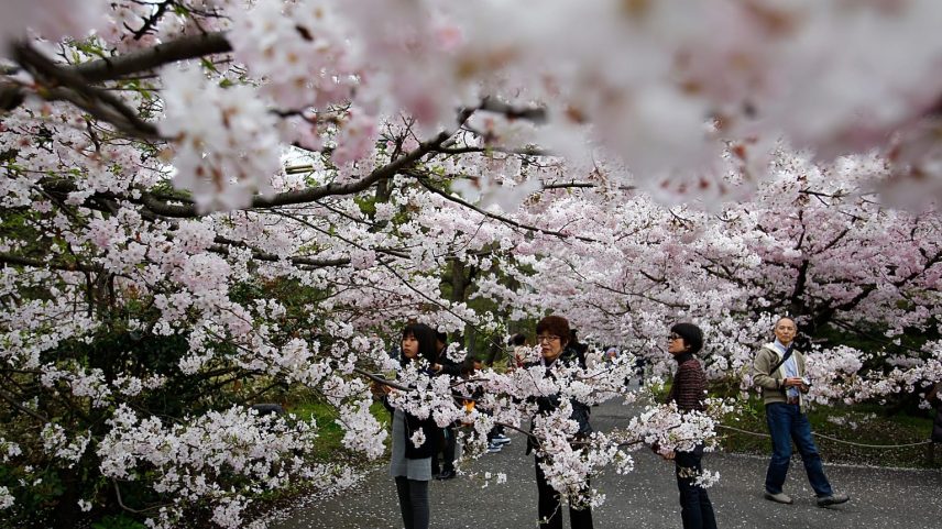 Temporada de sakura em Tóquio começa com piqueniques no Ueno Park
