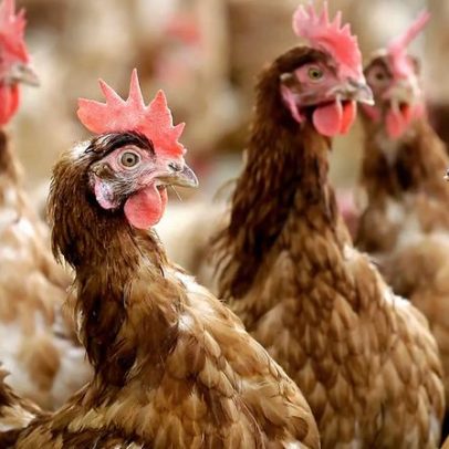 Itália confirma primeiro caso humano europeu de gripe aviária H9N2