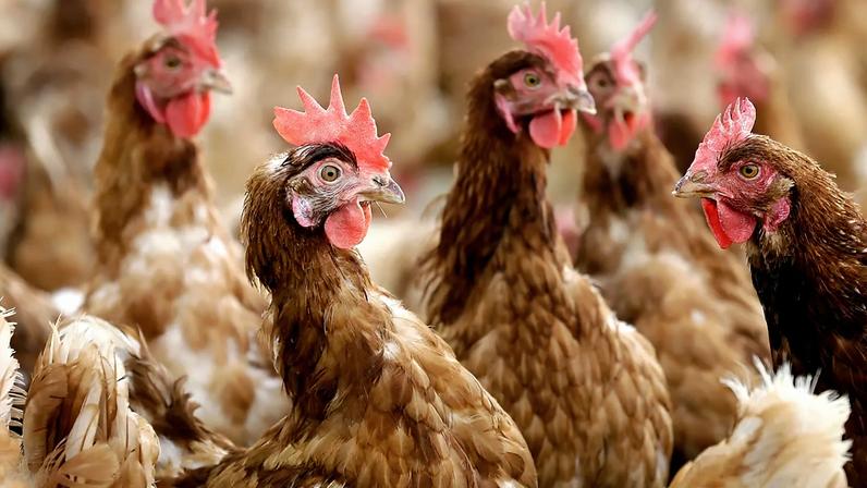 Itália confirma primeiro caso humano europeu de gripe aviária H9N2