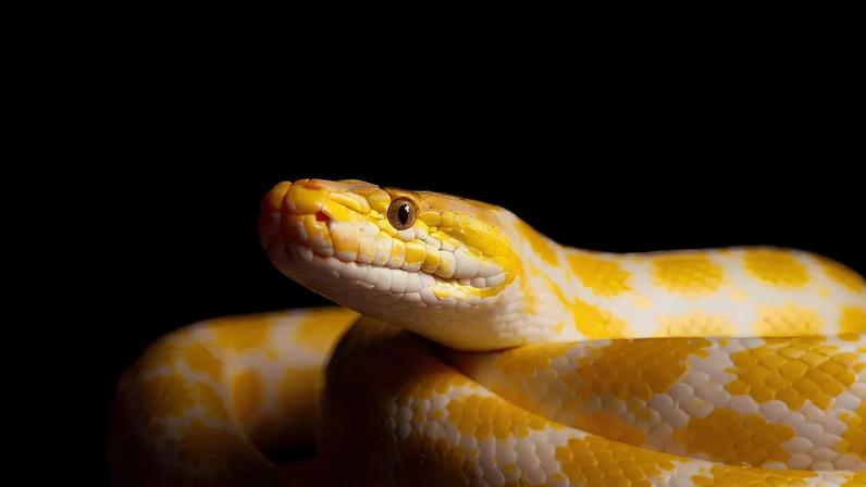 O que o sangue de píton pode ensinar sobre peso, músculo e microbiota