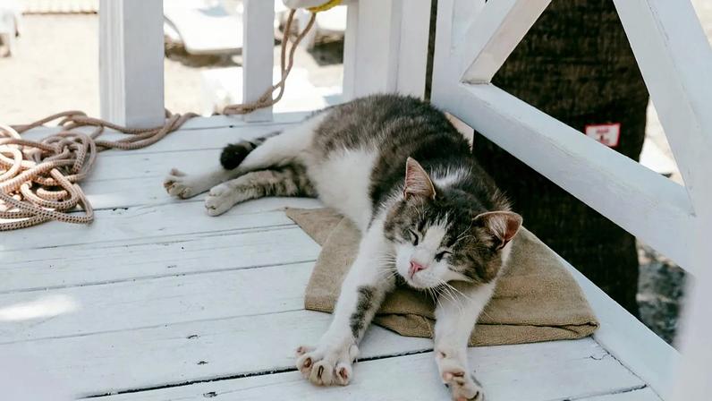 Cruzeiro residencial permite morar a bordo e levar pets