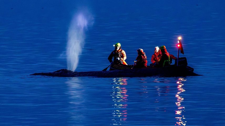 Resgatistas ainda tentam reflotar baleia jubarte encalhada na Alemanha