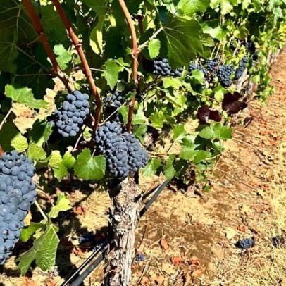 Pinot Noir já existia na Idade Média, aponta estudo