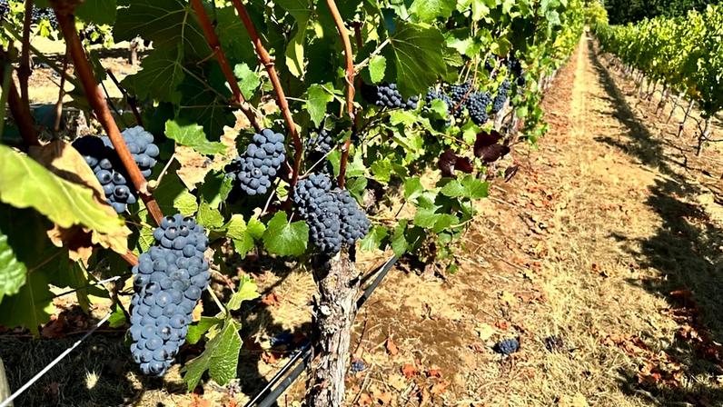 ARCHIVE: Oregon State University students display Pinot noir grapes in the university vineyard near Alpine, Oregon, Friday 8.09.23