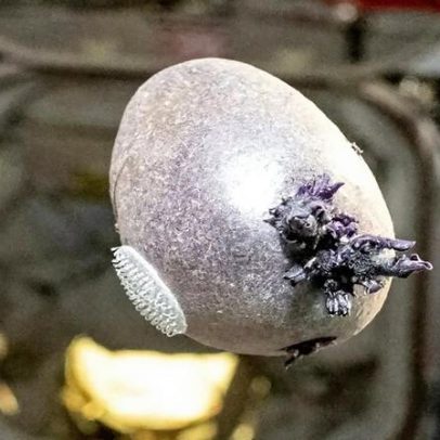 Criatura espacial ou batata comum? Foto de Don Pettit é explicada