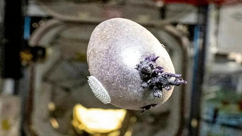 Criatura espacial ou batata comum? Foto de Don Pettit é explicada