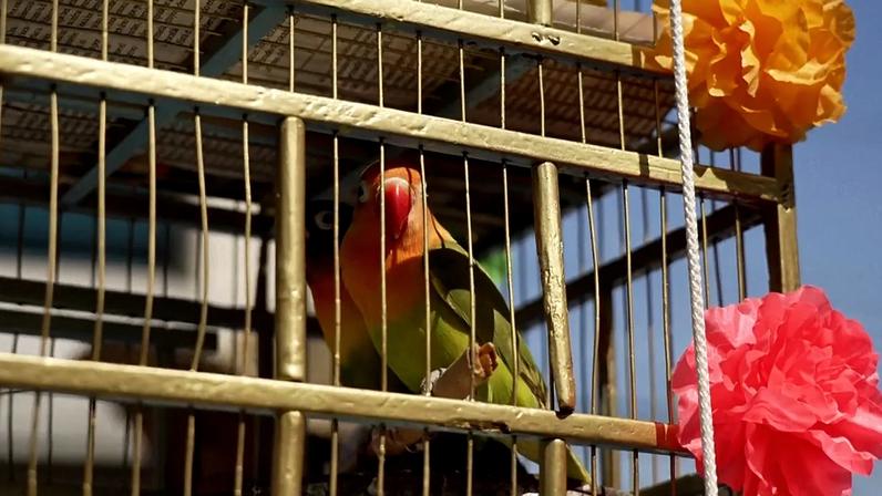 Pássaros no Domingo de Ramos: tradição de vendedores na Cidade do México enfraquece