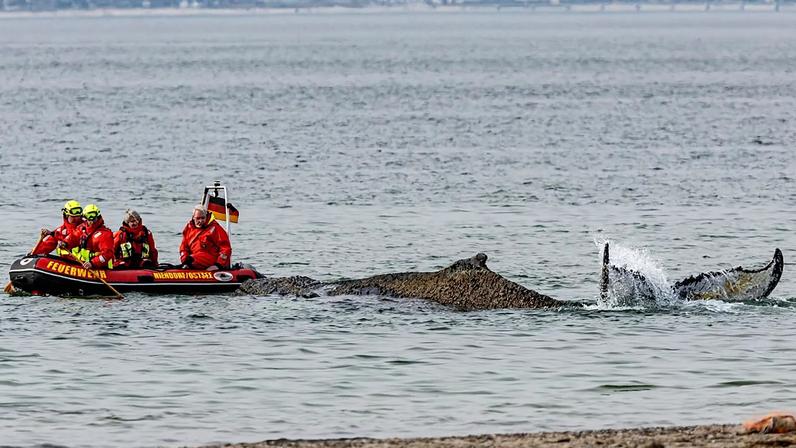 Alemães se reúnem para ver baleia-jubarte encalhada enquanto resgate falha