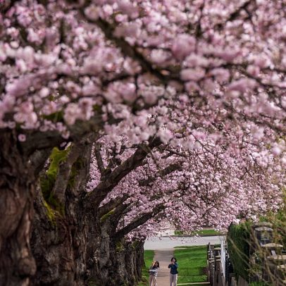 Flores de cerejeira trazem alegria de primavera a Munique e ao norte da Itália