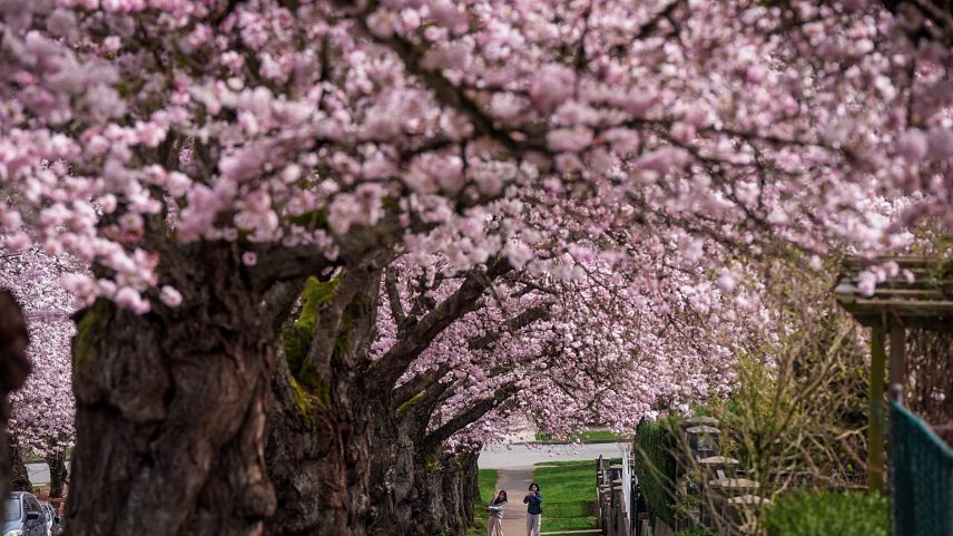 Flores de cerejeira trazem alegria de primavera a Munique e ao norte da Itália