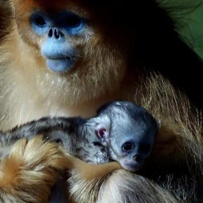 Primeiro macaco-de nariz-ouro fora da Ásia nasce em zoológico francês
