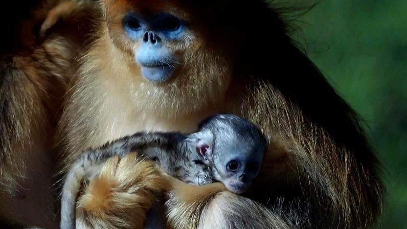 Primeiro macaco-de nariz-ouro fora da Ásia nasce em zoológico francês